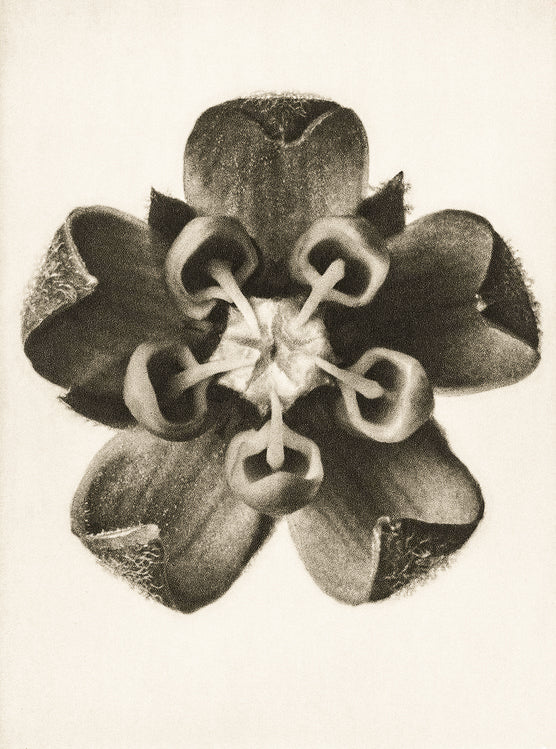 Why specific herbs, base oils and essential oils were selected for our LUMIERE facial oil