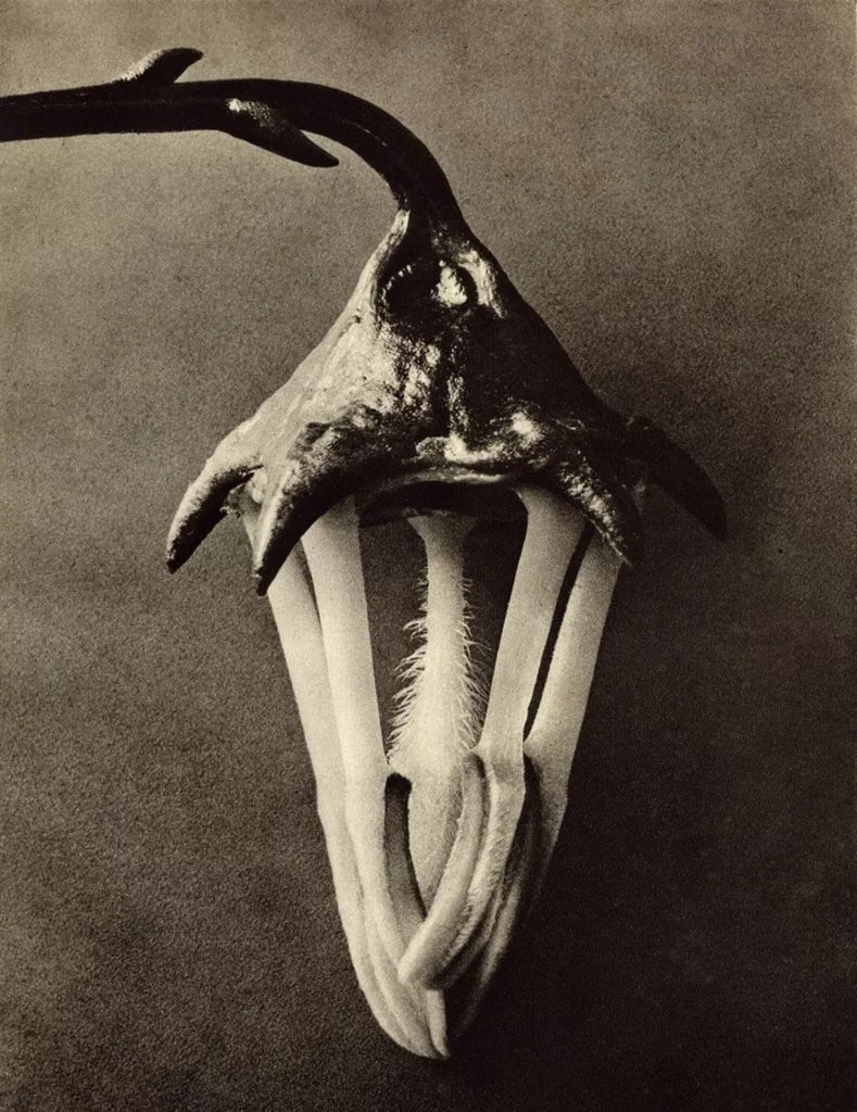 4 significant reasons to include medicinal herbs in your skin care routine